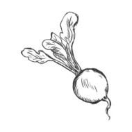 Vector Single Sketch Radish