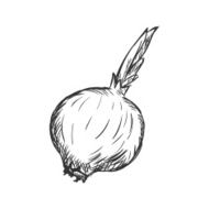 Vector Single Sketch Onion