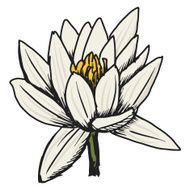 white lotus