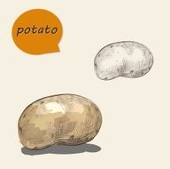 potatos vector illustration in vintage style