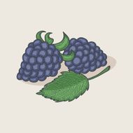 Blackberries and leaf isolated