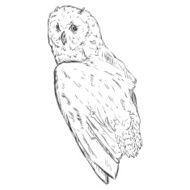 Vector Sketch Owl Side View