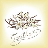 Vanilla beautiful flowers and beans vector