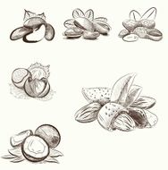different nuts set of vector sketches