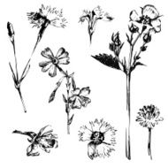 hand drawn spring flowers