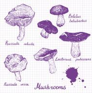 Set of linear drawing mushrooms N2