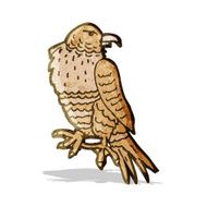 hawk illustration N2