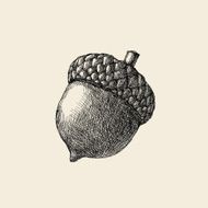 Acorn Drawing