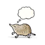 Cartoon Shrew N14