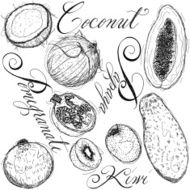 Fruit Drawings N2
