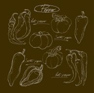 vector hand drawing set peppers