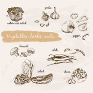 Vegetables herb and roots N4