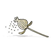 cartoon dried poppy flower N9