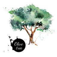 Olive tree vector illustration Hand drawn watercolor painting o