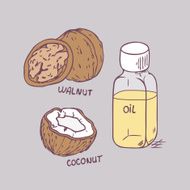 Healing coconut and walnut oils set in vector