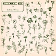 Set of line drawing herbs and flowers