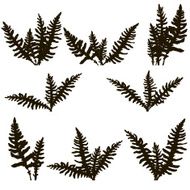 Set of ink drawing fern leaves N5