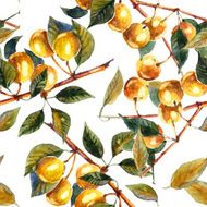Plum tree N5