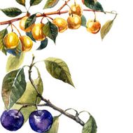 Plum tree N6