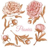 Luxurious peonies