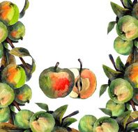 Apple Tree N28