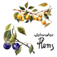 Plum tree N7