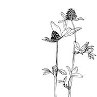 floral composition with clover