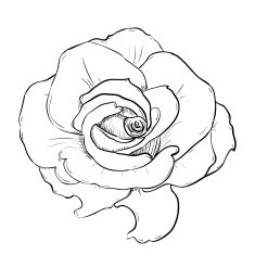 Vector sketch of flower N2