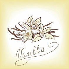 Vanilla beautiful flowers and beans vector