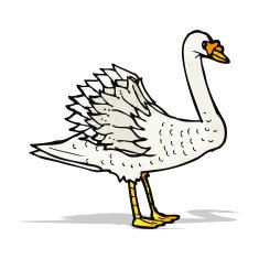 swan illustration N7