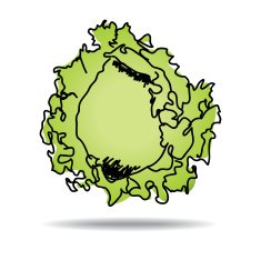 Freehand drawing iceberg lettuce icon