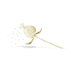 cartoon dried poppy flower N8