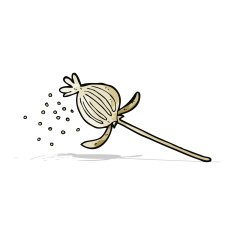 cartoon dried poppy flower N9