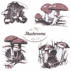 Set of drawings mushrooms N2