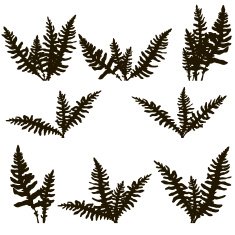 Set of ink drawing fern leaves N5