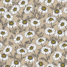 Camomile vector illustration