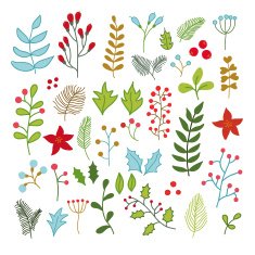 Vector collection of winter Christmas florals ans flowers