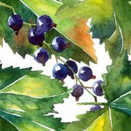 Black currant N2