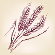Ears of wheat hand drawn vector llustration realistic sketch