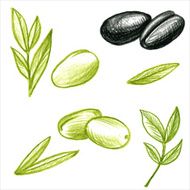 food vector olives and leaves