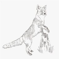 fox vector sketch