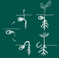 Growing seed doodle