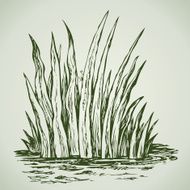 Green grass Vector drawing