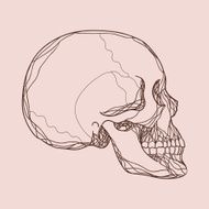 Vector human skull