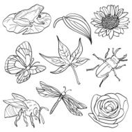 Insects &amp; Plants