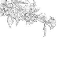 Vintage hand drawn blooming apple tree twig isolated on white