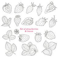 Set of strawberries and leaves