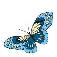 Blue butterfly with open wings in a top view N2