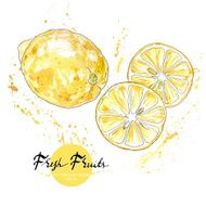 Yellow Lemon Hand drawn Watercolor