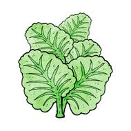 cartoon cabbage leaves N4